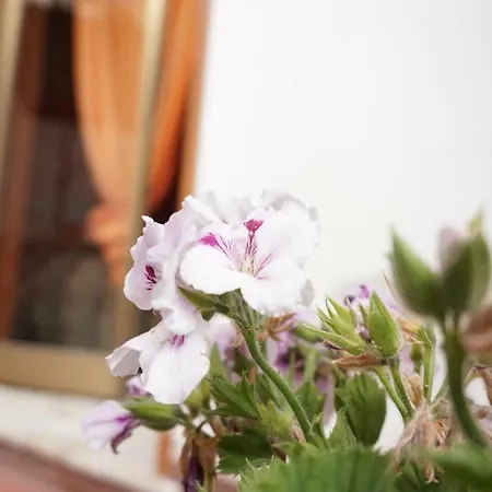 Bed & Breakfast Sikily Naxos Giardini Naxos